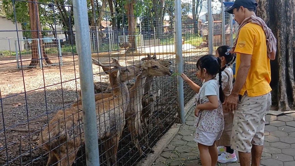Serunya Main Sambil Kasih Makan Kijang di Wisata Kidangan, Anak-Anak Pasti&nbsp;Suka