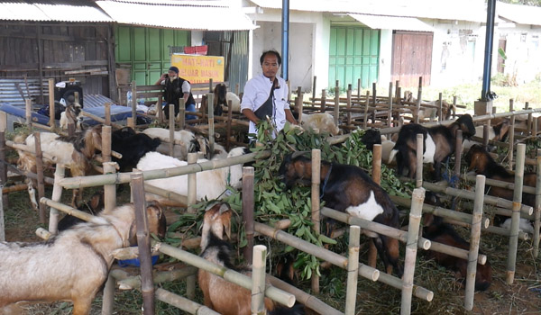 Pemkab Kudus Akan Beri Pelatihan Petani dan Peternak Pakai Dana Cukai