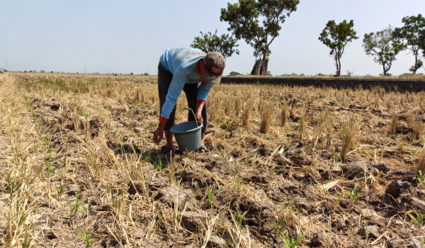 Musim Kemarau, Petani Jepara Mulai Waswas Lahannya Kekurangan Air