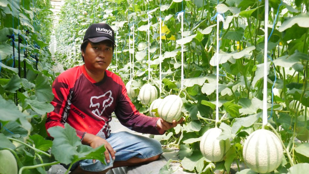Junaedi, Petani Kudus yang Sukses Kembangkan Pertanian Melon Modern